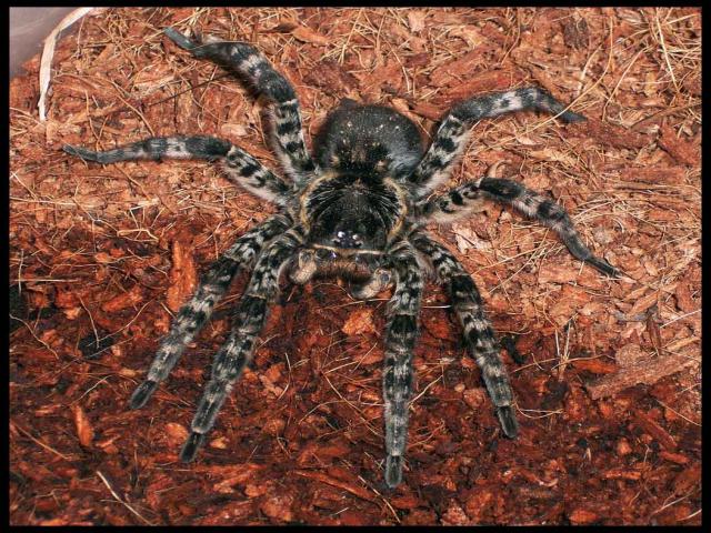 Lycosa Singoriensis