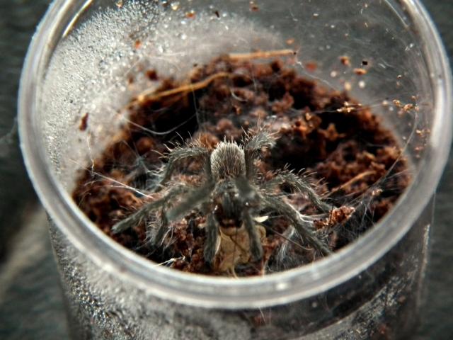 H.lividum