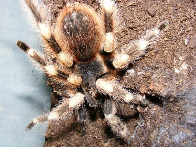 N. chromatus