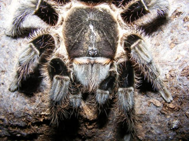 B. albopilosum