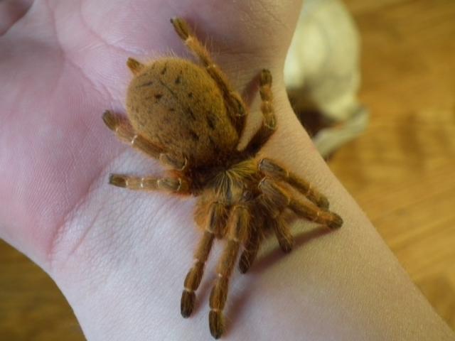 P.murinus