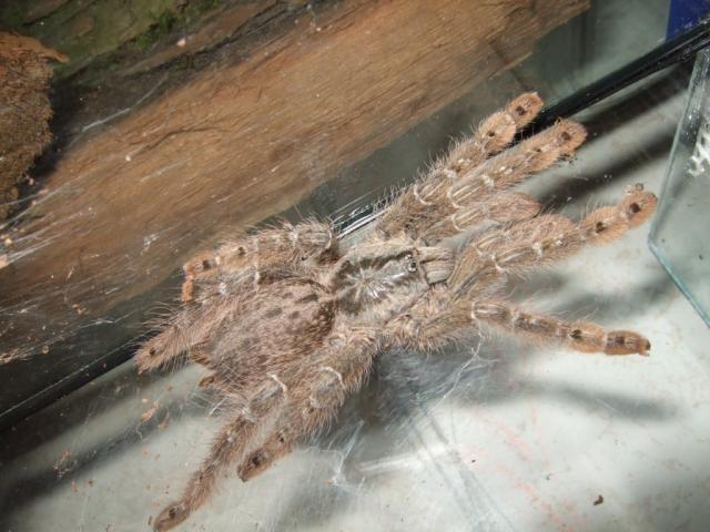 Tas pats H.bmacilata