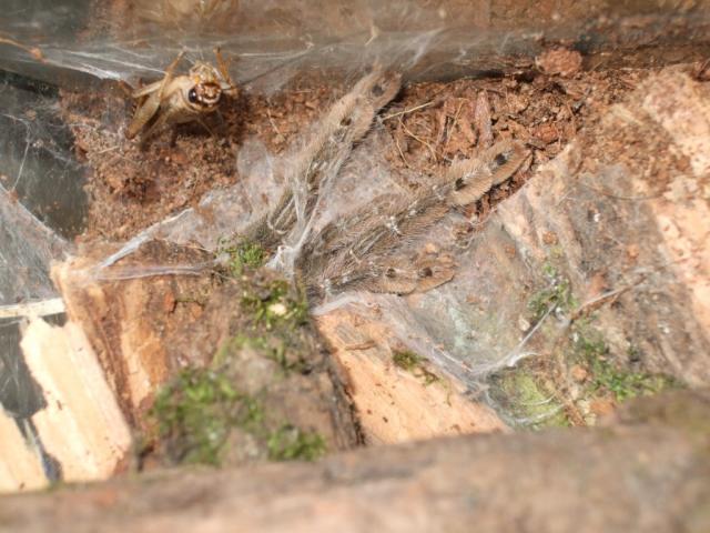 Heteroscorda maculata