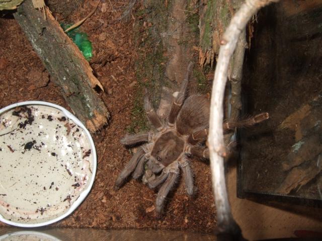 Aphonopelma seemanni
