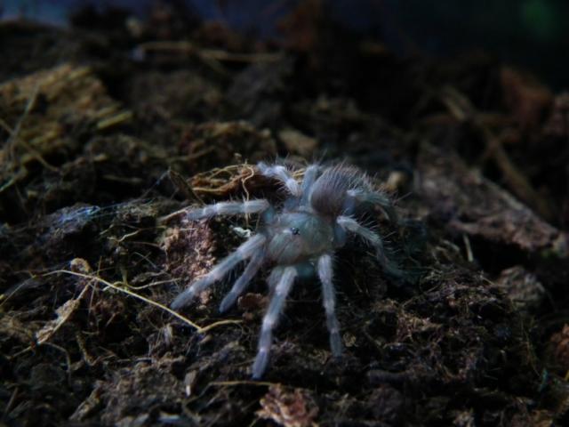 N.Chromatus