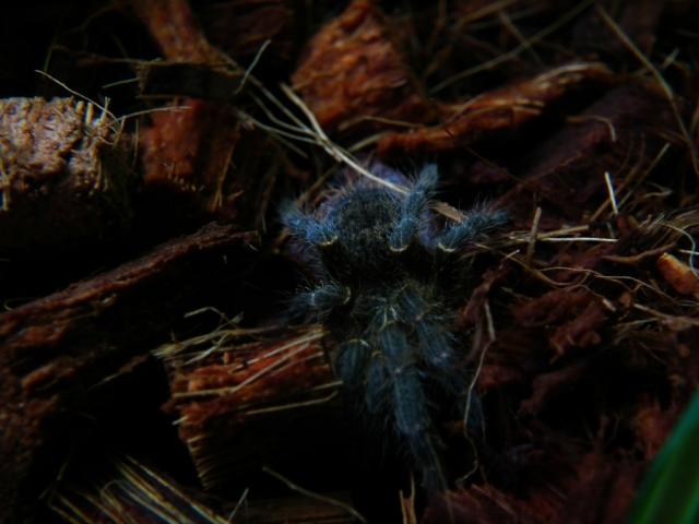 P. chordatus