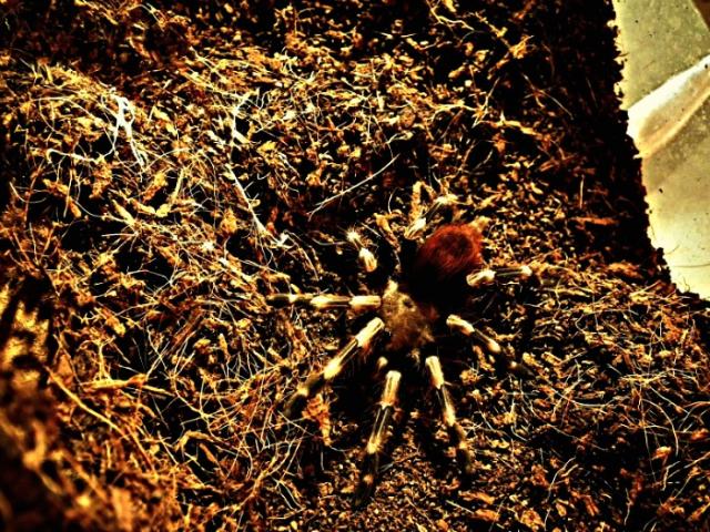 N.chromatus