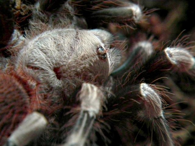 N.chromatus