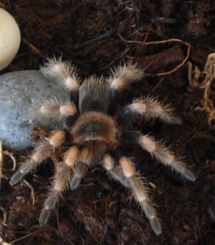 B. Smithi