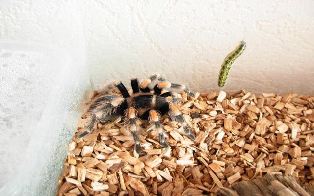 B. smithi