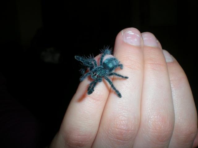 A. versicolor