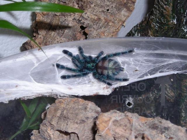A.versicolor