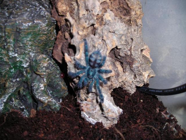 A.versicolor
