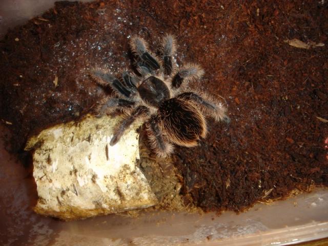 B. albopilosum L8