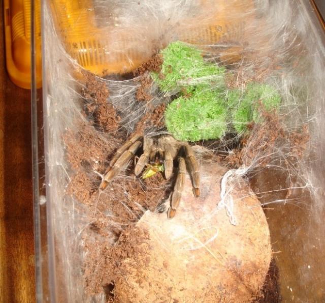 P. cambridgei