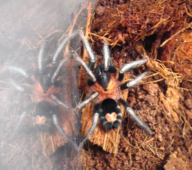 Cyriocosmus elegans