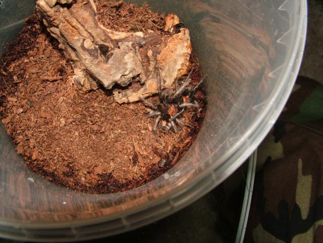 Cyriocosmus elegans