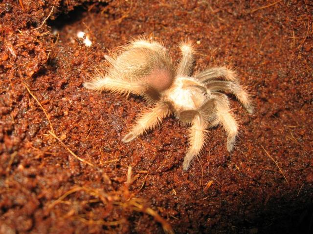 Brachypelma emilia