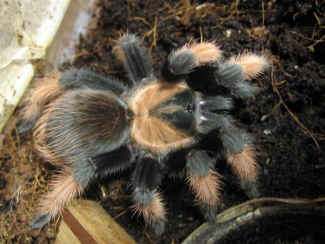 Brachypelma emilia
