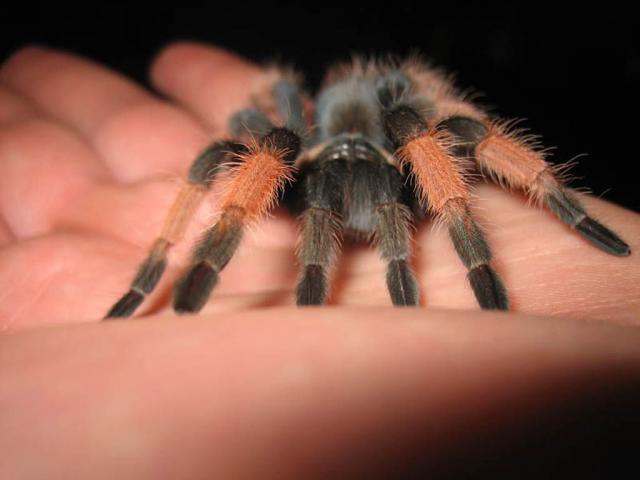 B. emilia