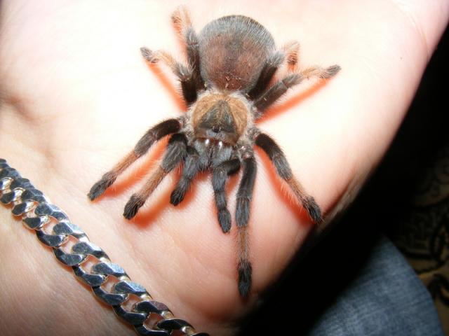 B. emilia
