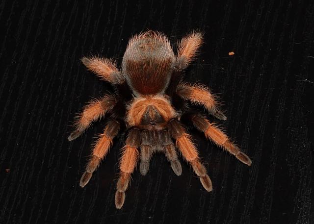 Brachypelma emilia