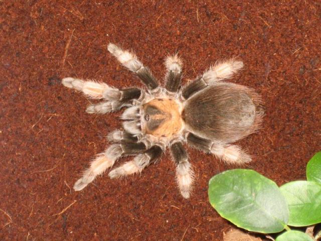 B. emilia