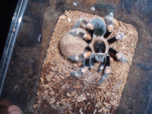 B. smithi