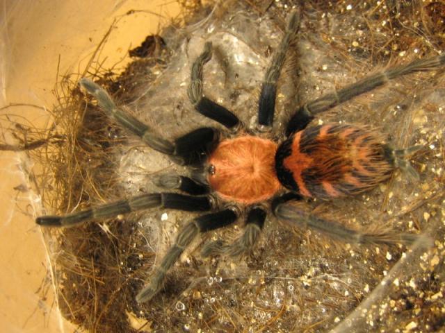 C. fasciatum