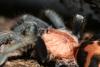 fasciatus_t1.jpg
