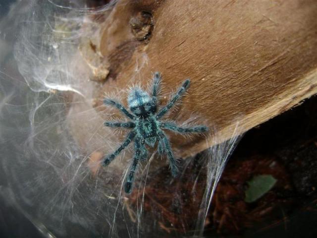 Versicolor 