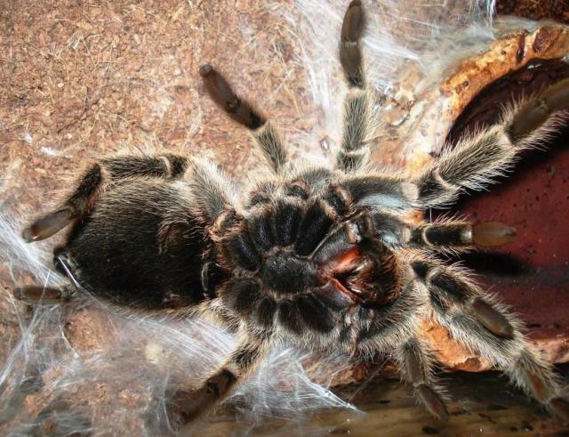 G.rosea