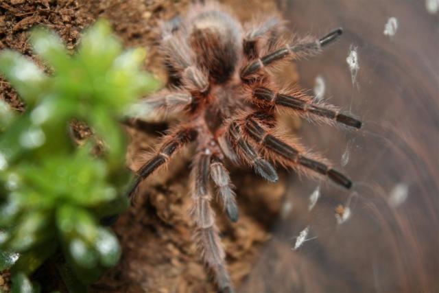 Grammostola rosea