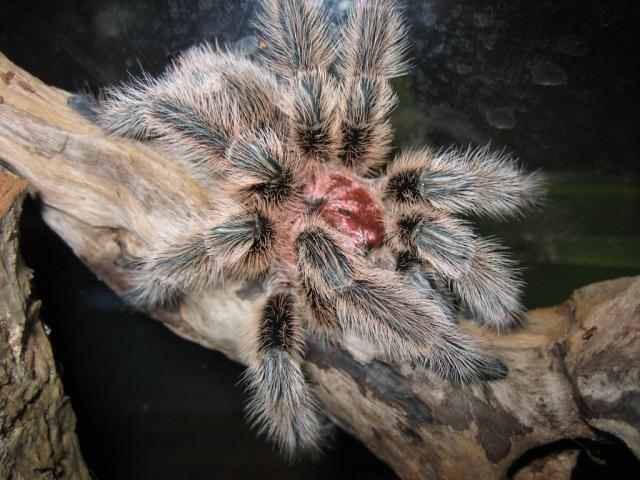G. rosea.