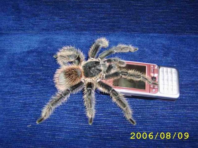 lasiodora parahybana