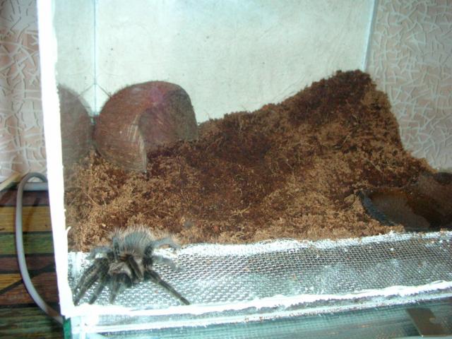 petakas