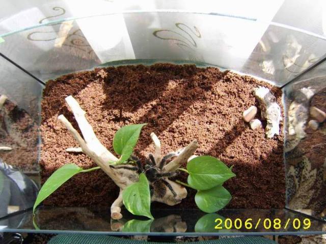 lasiodora parahybana