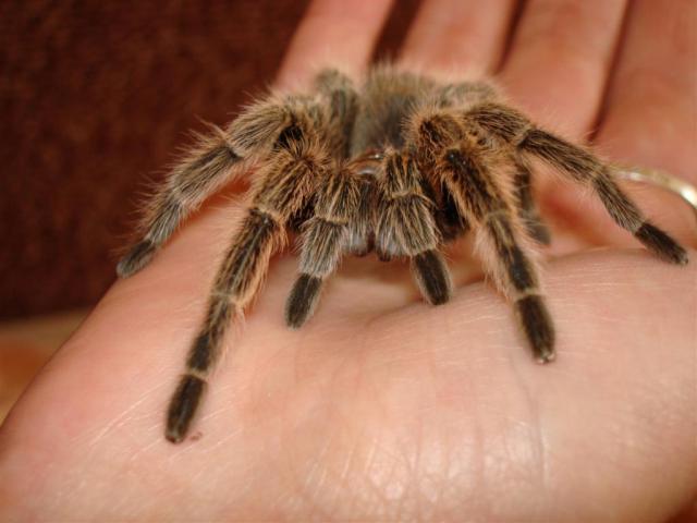 Grammostola rosea patelė