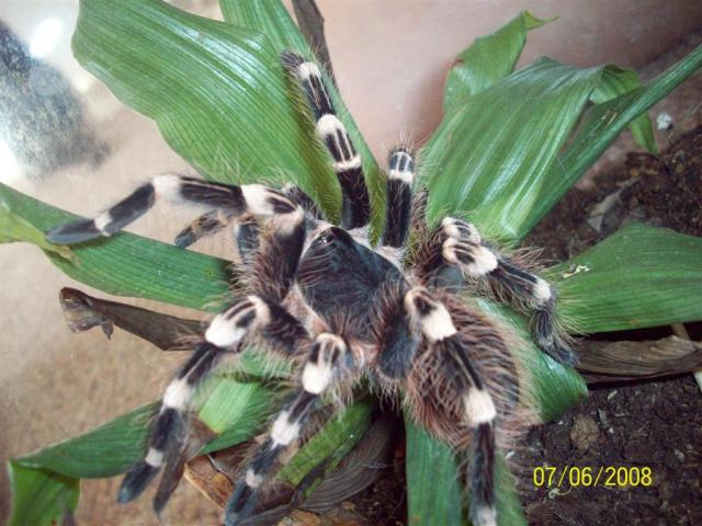 Geniculata 