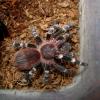Spausk peržiūrai geniculata_l5_t1.jpg