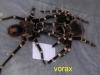 geniculata_t1.jpg