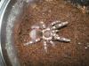 geniculata_t1_1.jpg