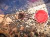geniculata_t1_1_2.jpg