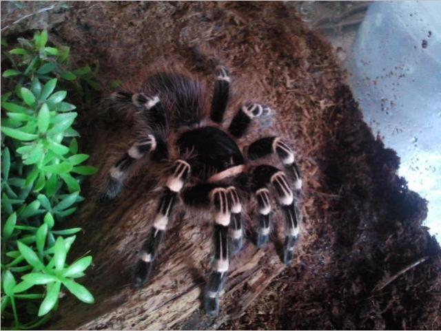 A. geniculata