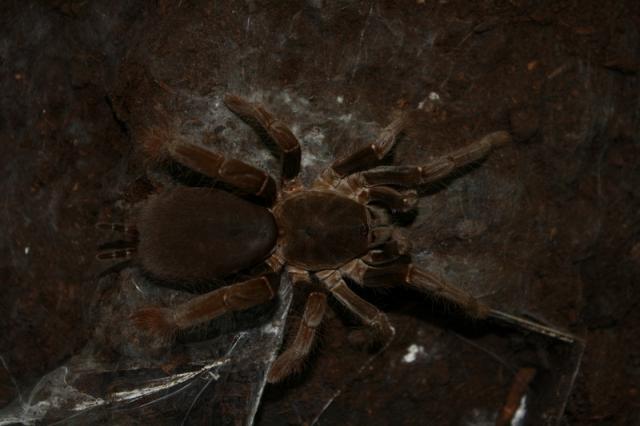 Hysterocrates gigas