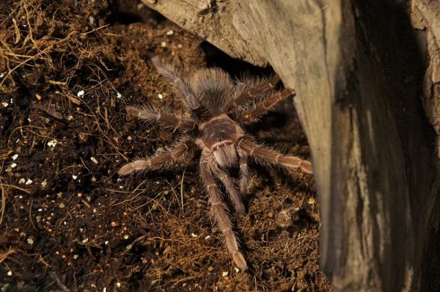 G. pulchra