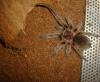 Spausk peržiūrai grammostola_t1.jpg