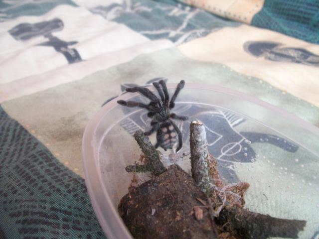 P.irminia