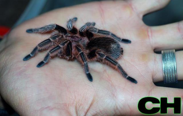 G. rosea