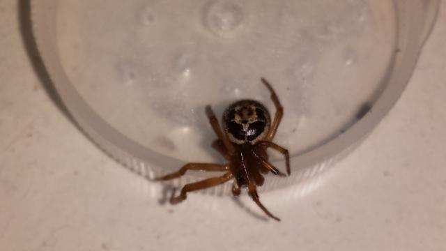 Steatoda grossa